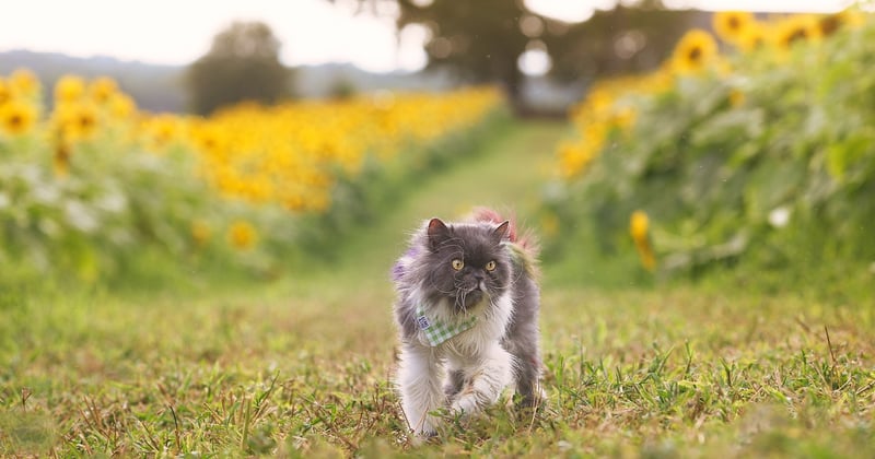 Persan et allergie : comment vivre avec ce chat au quotidien