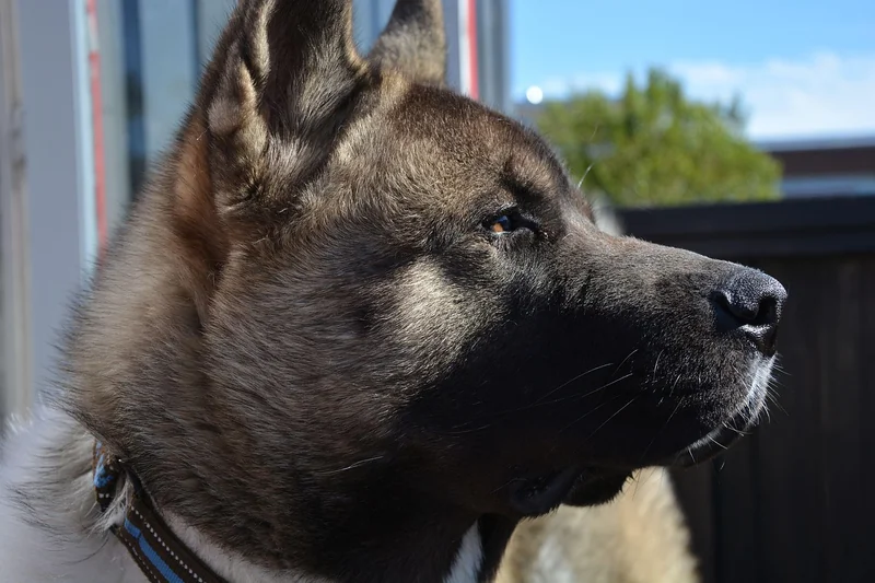 Différences avec l’Akita Inu japonais : ce qui change vraiment