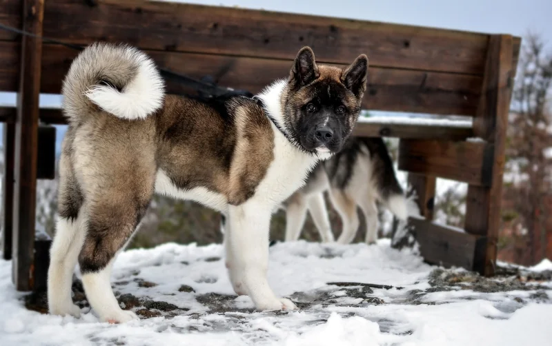 La tête : la signature du chien