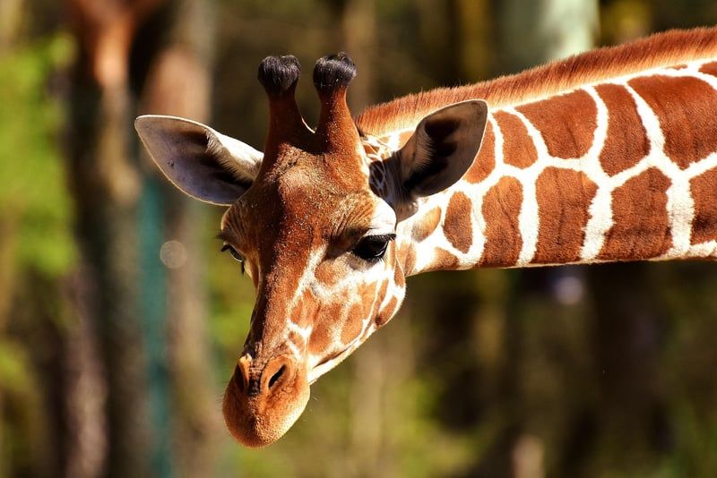 girafe