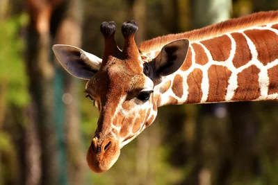 girafe