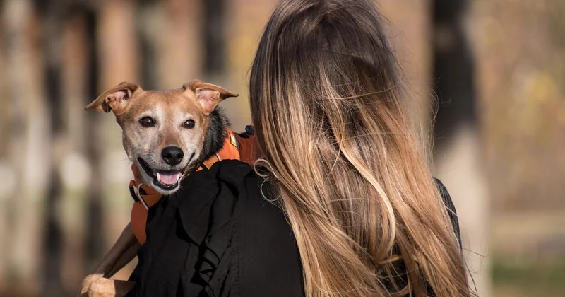Comment choisir un harnais staffie selon la morphologie