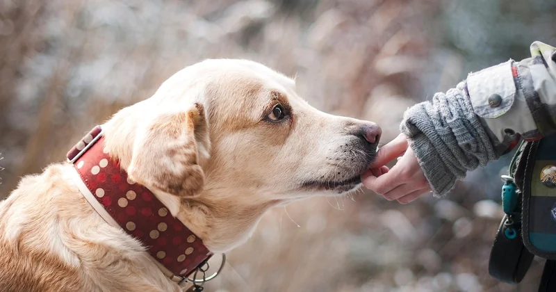 J'ai perdu la confiance de mon chien : comment la reconstruire