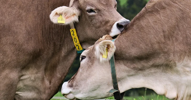 Comment utiliser une crème hydratante anale sans aggraver la situation