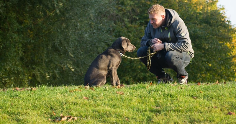 Comment créer une relation de confiance avec son chien en 5 étapes